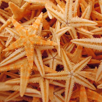 Shell loomulik conch looduslikke käsitöö sea star loomulik meritäht Kuivatatud DIY Meritäht Vahemere Stiilis Teenetemärgi 1-5 cm